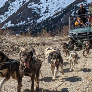 Yukon Sled Dog Tour