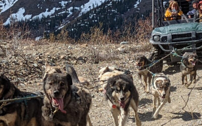Yukon Sled Dogs Tour