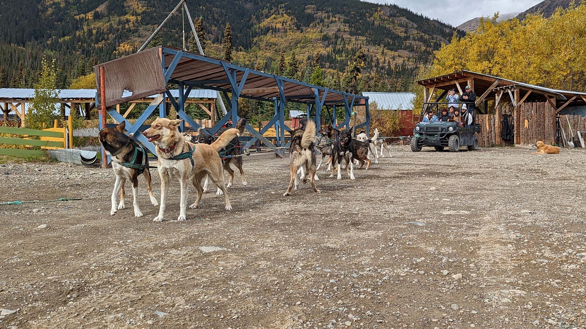 sled dog tours canada